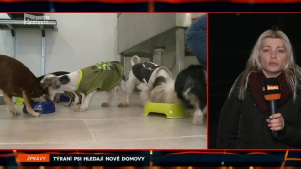 2. 2. 2018 ZPRÁVY: TÝRANÍ PSI HLEDAJÍ NOVÉ DOMOVY